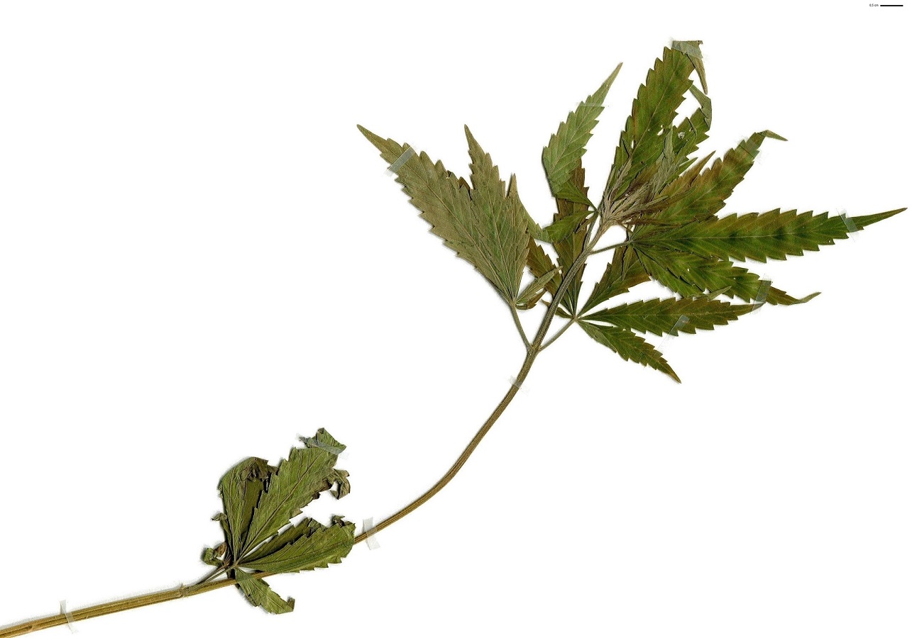 Cannabis sativa (Cannabaceae)